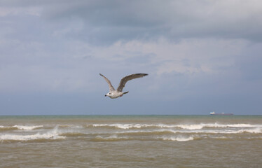 seagull with spread wings flying over rough sea looking for food
