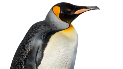 Emperor Penguin isolated on transparent background, PNG