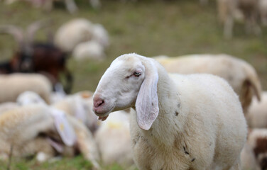 sheep with long ears grazing in the middle of the flock along with other sheep