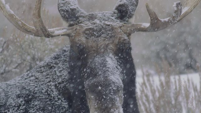 Moose in snowy landscape reveals its majestic presence in winter wonderland