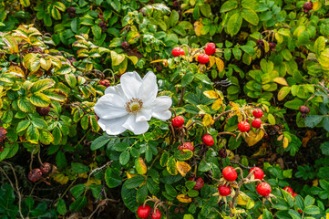 White Flower And Berries