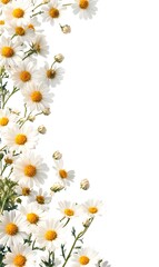 Fototapeta premium 4. **Botanical Benefits:** Depict a vibrant cluster of Feverfew flowers on the left side of the image, with a gentle, calming background. The right side features clear blank space perfect for