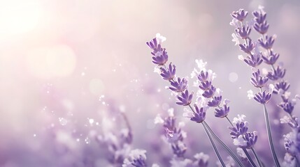 Obraz premium Colorful Bokeh Lights on flowers Purple Background. Party, Holiday, Festival. 