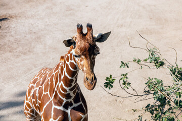 Beautiful tall giraffe walking on a sunny day