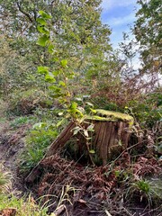 A moss-covered tree stump in a forest, sprouting fresh green leaves. The contrast between old wood and new growth embodies nature’s resilience and the renewal found in woodland environments.