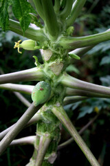 Flowers and fruits on a papaya plant