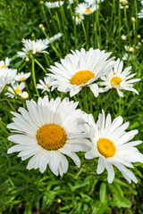 Common Daisy - Bellis Perennis - © Bob
