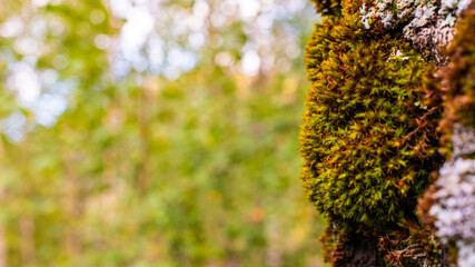 Macro shot of vivid green moss growing on tree bark, natural texture, forest detail, biodiversity close-up