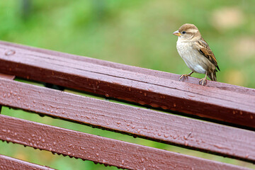 sparrow on a plant