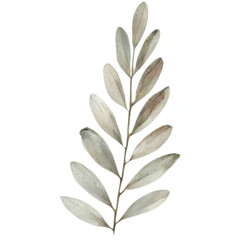 Obraz premium Leaves watercolor illustration isolated on transparent background.