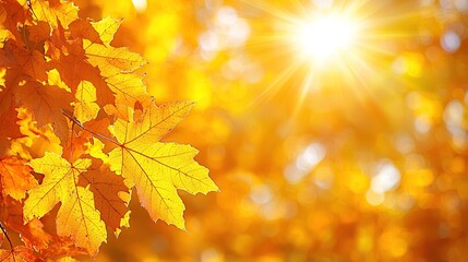 Golden autumn leaves backlit by the sun, creating a warm and inviting background.