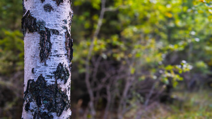 Close-up of birch tree trunk with distinctive white bark, forest detail, natural texture pattern, woodland flora characteristic