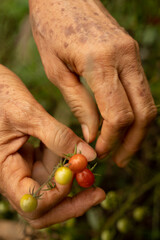Manos de mujer anciana trabajadora campesina colectando tomate cherry silvestre fresco