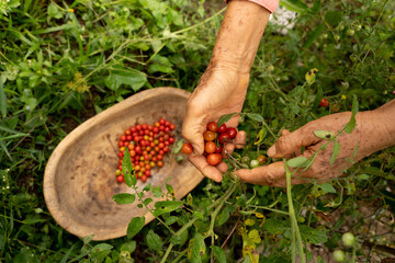 Manos de mujer anciana campesina colectando en huerta granos de tomate cherry silvestre cosechado en el eje cafetero colombia horizontal