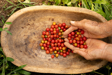 Manos de mujer campesina sosteniendo granos de tomate cherry silvestre cosechado en el eje cafetero colombia horizontal