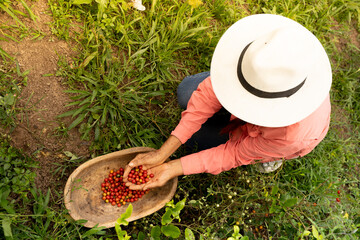 Campesino latino agricultor sosteniendo en sus manos tomates silvestres eje cafetero colombia