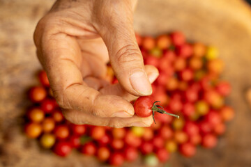 close up de manos de mujer trabajadora sosteniendo fruto de tomate cherry silvestre cosechado en el eje cafetero colombia horizontal