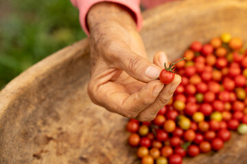 Macro tomate cherry sostenido por mujer campesina  trabajadora agricultura cosechado en el eje cafetero colombia contra picado horizontal