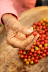 Macro tomate cherry sostenido por mujer campesina  trabajadora agricultura cosechado en el eje cafetero colombia contra picado vertical