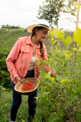 Mujer en el campo recolectando frutos de una huerta sosteniendo cosecha de granos en su mano y usando sombrero eje cafetero colombia