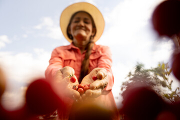Mujer campesina agricultura cosechando tomate cherry silvestre eje cafetero colombia contra picado