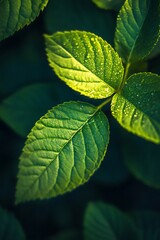 Close up of green leaves with water droplets, nature background, fresh green, vibrant nature, organic, natural, greenery