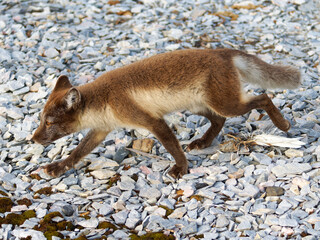 Arctic Fox Cub during the Summer, Gnålodden, Hornsund fjord, Spitzbergen, Svalbard
