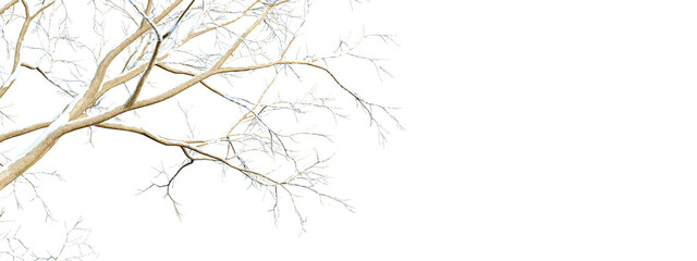 Obraz premium snow twigs of brahccjcovered branches on white