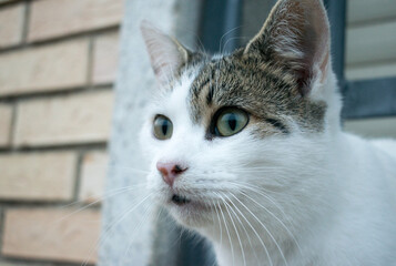 Portrait of a white and grey cat