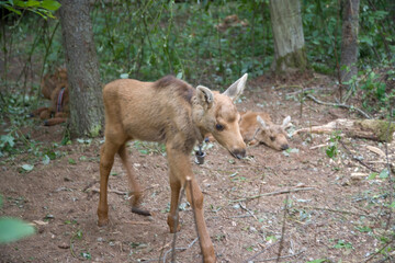 Russia Kostroma region Elk reserve