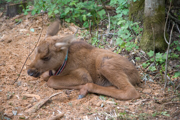 Russia Kostroma region Elk reserve