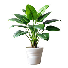 Fototapeta premium Modern indoor plant. leaves in a pot isolate on transparency background