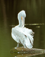 white pelican