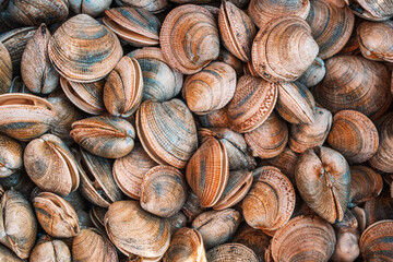 Close-up of freshly harvested clams on display at the fish market of Dalcahue, Chiloe Island, Chile.