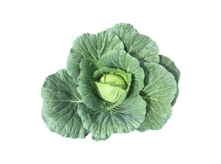 Obraz premium Isolated asian organic domestic cabbage head on white background with clipping paths.
