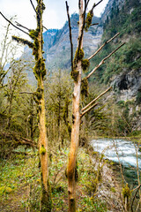 mountain river nature forest turbulent current