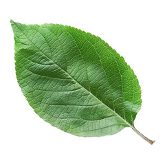 Obraz premium apple leaf isolated on white or transparent png