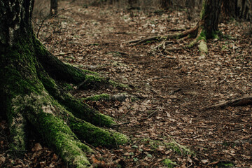 Abstract nature background with foot path amoung mossy tree roots  and old fallen leaves on the ground
