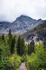 Mountain and wooden path in forest in Siguniangshan National Park, China.