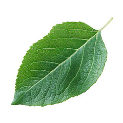 apple leaf isolated on white or transparent png
