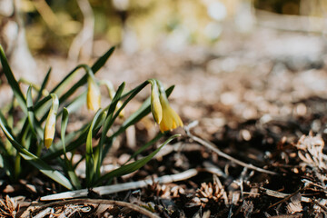 Fresh yellow narcissus flowers growing in the garden at sunny spring day
