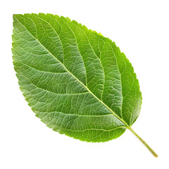 apple leaf isolated on white or transparent png