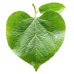 apple leaf isolated on white or transparent png