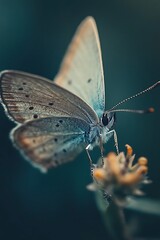 Obraz premium Close up of a delicate butterfly on a flower with blurred green background