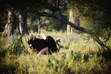 Majestic Ostrich in Tarangire National Park, Tanzania – Wildlife Safari Adventure