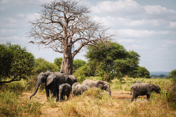 Elephant Herd Near Baobab Trees in Tarangire National Park – Majestic African Landscape