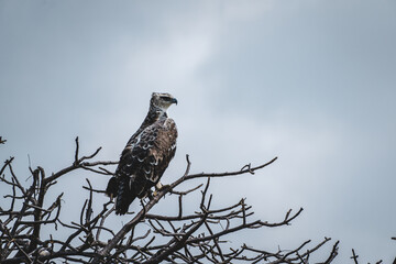 Crowned Eagle in Tarangire National Park – Majestic Portrait of African Raptor