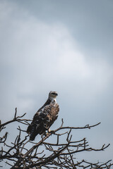 Crowned Eagle in Tarangire National Park – Majestic Portrait of African Raptor