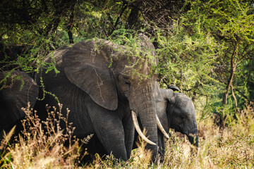 Elephant Herd Near Baobab Trees in Tarangire National Park – Majestic African Landscape