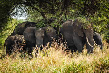 Elephant Herd Near Baobab Trees in Tarangire National Park – Majestic African Landscape